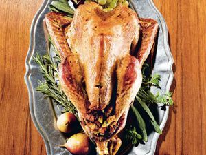 Thanksgiving Wild Turkey